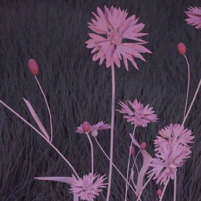 今期澳门三肖三码开一码手机app下载截图